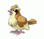 Pidgey