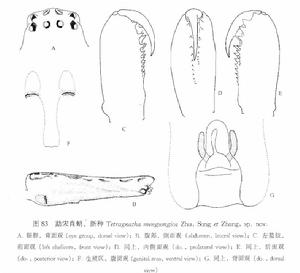 勐宋肖蛸