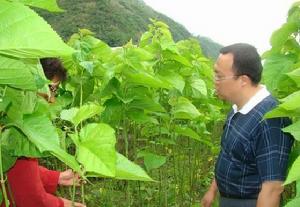 子里甲鄉桑樹