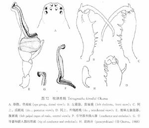 牧原肖蛸