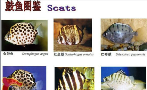 金錢魚科（Scatophagidae）