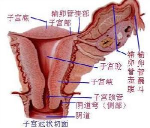 卵巢炎