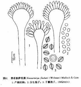 費希新薩托菌