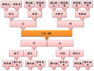 （圖）血緣關係