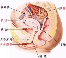 卵巢黃體囊腫破裂