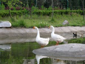 生態校園