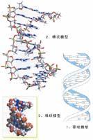 分子學