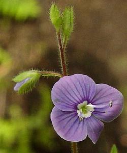 （圖）大琉璃草