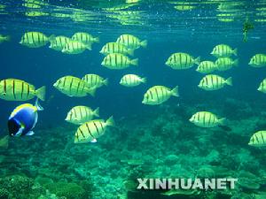 馬爾地夫群島