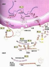 蛋白質合成