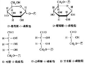 糖磷酸酯