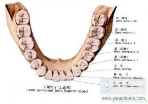 下牙切牙示意圖
