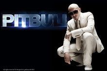 pitbull