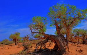 Populus euphratica