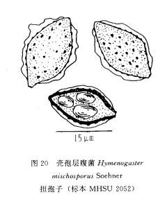 殼孢層腹菌