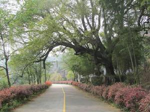 珍珠山鄉[婺源縣下轄鄉]