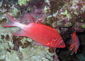 尾斑金鱗魚