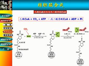 乙醯CoA羧化酶