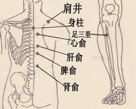 拔罐穴位