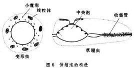 伸縮泡