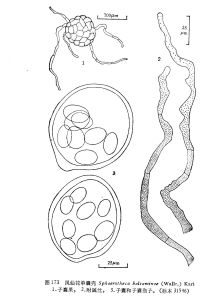 鳳仙花單囊殼