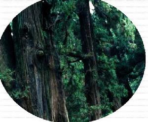 “劍閣柏木”在劍門山區普遍適應生存。林地面積達120餘萬畝，占森林總面積的80％以上，蓄積面積200萬平