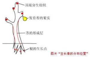 合成生長素