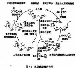 膽鹼酯酶