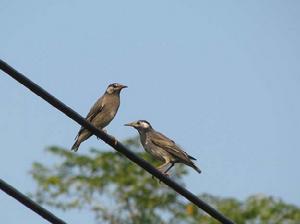 灰椋鳥[雀形目椋鳥科鳥類的一種]