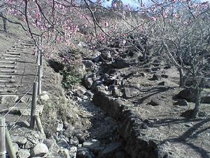 水鄉筑波國定公園——筑波山梅林