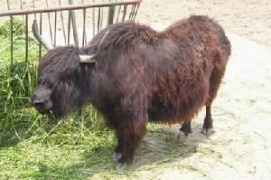 Wild Yak