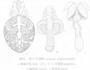 類十字園蛛