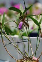 Cattleya dormaniana