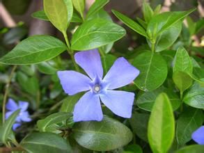 小蔓長春花