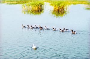 天津七裏海興海湖鳥類保護區