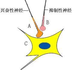 突觸前抑制