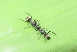 擬黑多刺蟻