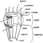 核孔複合體