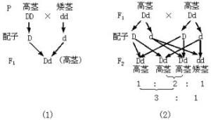 分離定律