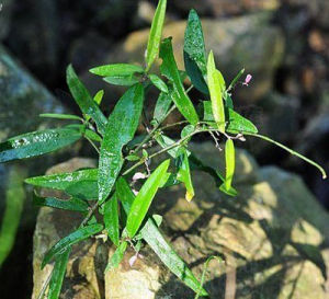 細金不換(中藥材植物名:小花遠志)(植物科目:遠志科)