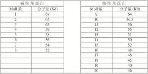 兩種細胞角蛋白