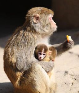 南山動物園