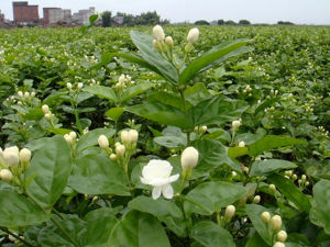 Jasminum sambac