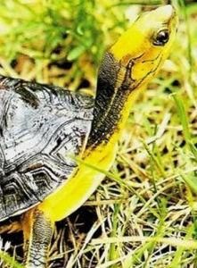 金頭龜
