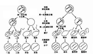 第一次分裂分離