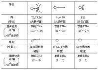 細菌噬菌體