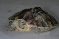 缺頜花龜