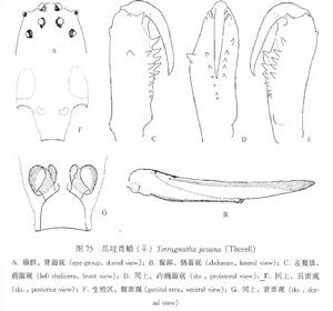 爪哇肖蛸：