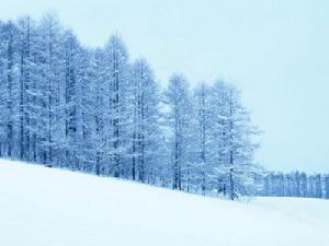 天山雪嶺雲杉林