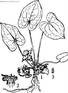 燈籠細辛，圖註：1．植株，2．花縱切面，3.雄蕊。